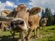 Confagricoltura Piemonte sulla qualità dell’aria.  “Faremo la nostra parte, ma chiediamo maggior attenzione  alla sostenibilità economica degli allevamenti”