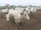 Un piano straordinario per gli allevamenti bovini. Confagricoltura lo chiede alla Regione