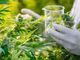 Cannabis, la storia di una coppia astigiana in ‘lotta’ contro la mancata distribuzione del farmaco