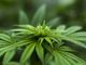 Pianta di cannabis