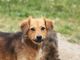 Montiglio Monferrato: cane precipita in un pozzo. Salvato grazie ai Vigili del Fuoco