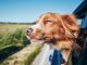 Viaggiare con il proprio animale diventa più facile