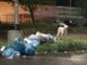 Un cane di grossa taglia si aggira per Quarto, banchettando con l'immondizia: &quot;Un pericolo per gli automobilisti&quot;