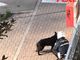 Cane nero in mezzo alla strada in viale Partigiani. Si è smarrito?
