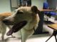 La polizia stradale di Asti mette in salvo un cane trovato vicino alla Caserma
