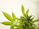 Cannabis legale: cosa dice la nuova legge regionale