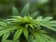 Marijuana medica: fa davvero al caso tuo?