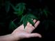 Cannabis light: 5 cose da sapere sulla legge