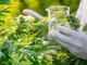 Cannabis, la storia di una coppia astigiana in ‘lotta’ contro la mancata distribuzione del farmaco