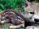 Investiti due cuccioli di animali selvatici sulle strade astigiane. Intervenuti vigili del fuoco e veterinari dell'Asl