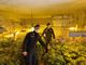 A Portacomaro una serra di marijuana. I carabinieri arrestano un italiano e un albanese