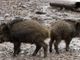 Emergenza cinghiali, Coldiretti Asti: &quot;Oltre alla distruzione di raccolti agricoli, l’uccisione di animali e i frequenti incidenti stradali, è sempre maggiore la presenza degli animali selvatici nelle città&quot;