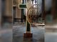 Domenica di festa anche per i giovani della Diocesi di Asti. Per loro la GMG con il Papa