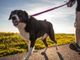 Piemonte verso l’introduzione dell'albo dei dog sitter