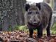 Arriva il saldo dei danni da animali per il sud Astigiano