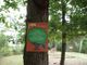 Albero dedicato (foto tratta dal sito internet dell'associazione)