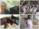 Cinzia Ferrara vicina al sogno di salvare i suoi animali: servono 5mila euro per il trasferimento in una cascina dell'Astigiano