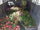 Fiori per la Casa di Riposo Città di Asti dall'associazione &quot;Sole che sorgi&quot;