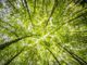Un albero per ogni nuovo nato e un catasto degli alberi: le proposte dei consiglieri di minoranza per una città eco-friendly