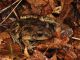 Un esemplare di Pelobate fuscus insubricus (rospo delle vanghe) - Foto di Marco Colombo