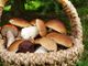 Nuova conferenza dedicata ai funghi con il gruppo micologico G. Camisola di Asti