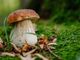 Operativo all'Asl di Asti il centro di controllo micologico per chi raccoglie o riceve funghi
