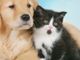 Anche a San Damiano d'Asti un ambulatorio veterinario per gli animali delle persone seguite dai servizi sociali