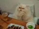 Amici degli animali: gatto gourmet, sì chef (VIDEO DA NON PERDERE)