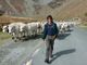 Giovanni Dalmasso in Alta Valle Po con la sua mandria
