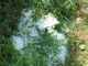 Una foto della gradine che ha distrutto i raccolti (Ph Dati Meteo Asti)