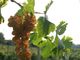 Il Piemonte del vino sbarca alla Milano Wine Week