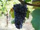 Uve brachetto: vendemmia tra fine agosto e settembre. Rese in linea con il 2019