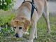 Cortazzone: cane da tartufo intrappolato in un cunicolo, salvato dai Vigili del Fuoco