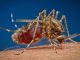 Costo Disinfestazione Zanzare