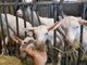 Un viaggio nel mondo del formaggio di capra, dove il rispetto per l’ambiente e per gli animali sposa tradizione e innovazione