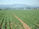Agricoltura, contributi per oltre 3 milioni di euro a favore delle filiere corte dei mercati locali