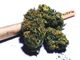 Obbligo di dimora per un 32enne astigiano sorpreso a coltivare marijuana
