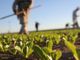Agricoltura: pubblicato il bando regionale per l’affitto di strutture abitative a stagionali