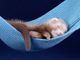 Petsfestival 2022: furetti avanti a tutta forza