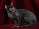 A Petsfestival 2022 gatti da tutto il mondo!