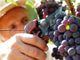 Vino: raggiunta l’intesa con le Regioni sulla &quot;vendemmia verde&quot; delle uve destinate a Dop e Igp