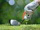 I migliori giocatori di golf italiani di tutti i tempi