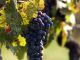 Grappolo uva Nizza Monferrato