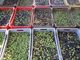 Olive Kalamata: perché sono particolari e fanno bene alla salute