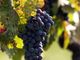 Vendemmia: nell’Astigiano produzione eccellente, ma in calo (-20%) rispetto all’anno scorso