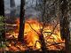 Da domani, 8 marzo, revocato, in Piemonte, lo stato di massima pericolosità per gli incendi boschivi