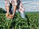Lavoratori stagionali: Asti Agricoltura denuncia il problema del blocco della manodopera straniera