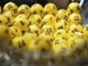 Estrazioni del Lotto: come scoprire i numeri vincenti
