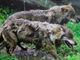 Lupi in Piemonte. Se ne parla questa mattina ad Asti. Come far convivere pacificamente questo animale e l'uomo?