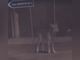 Frame tratto dal video di G.Z sul gruppo Fb Costigliole